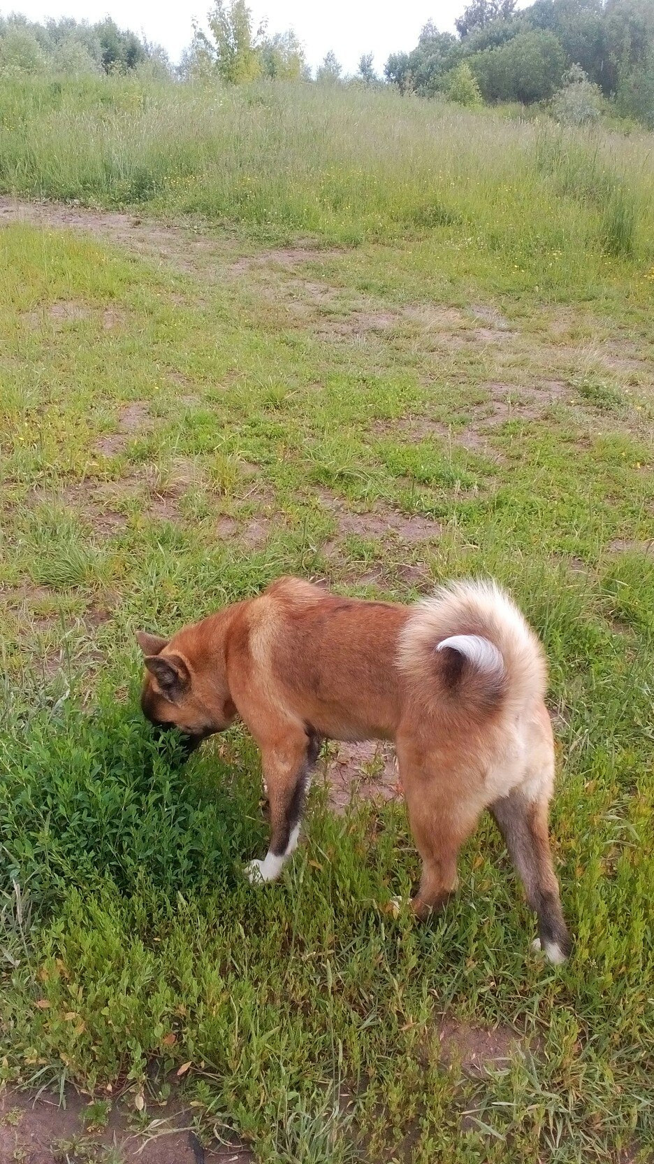 Американская акита питомник RUBYLIGHT. Американская акита I Сиба ину I Питомник RUBYLIGHT