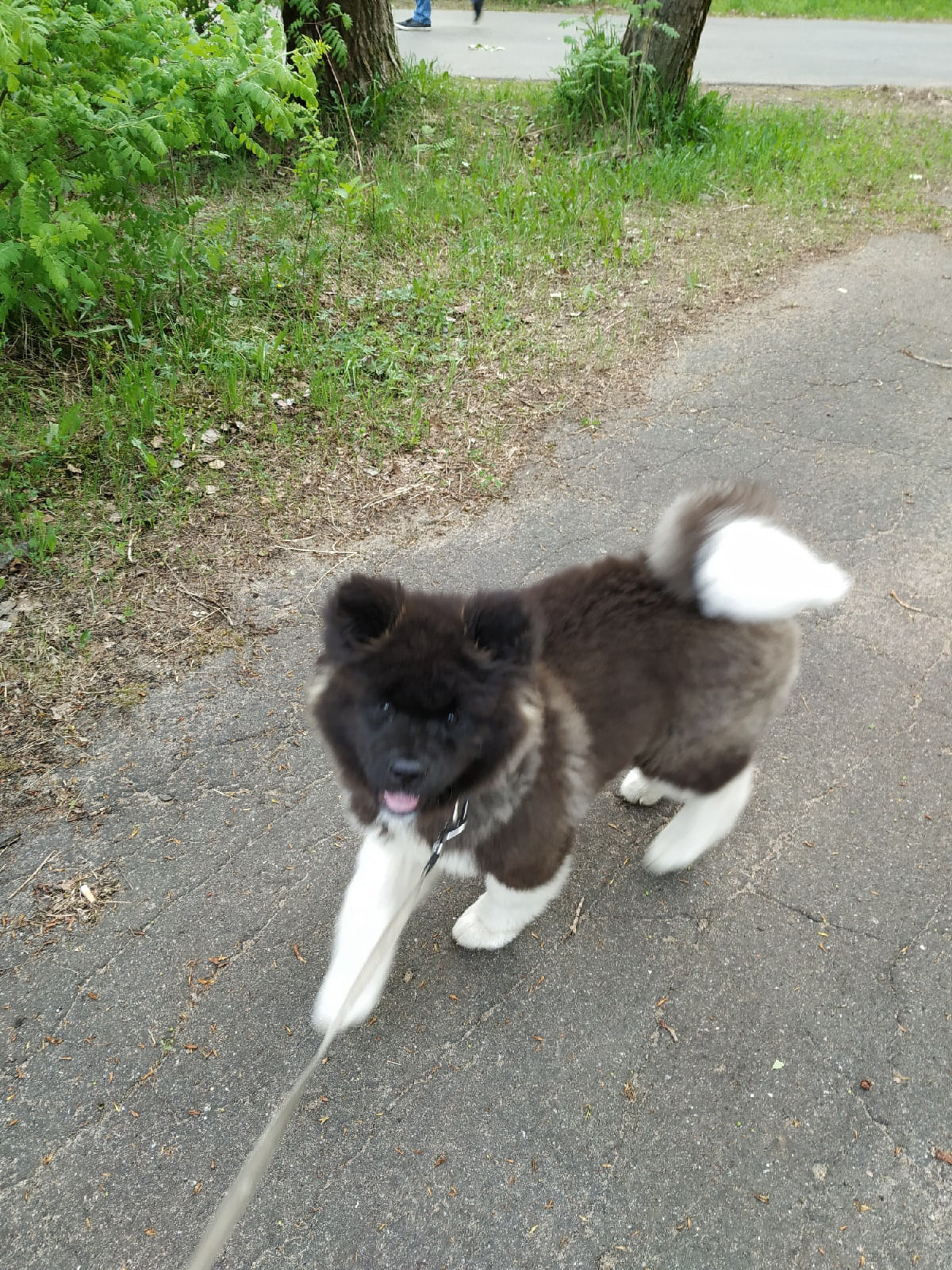 Американская акита щенки питомник