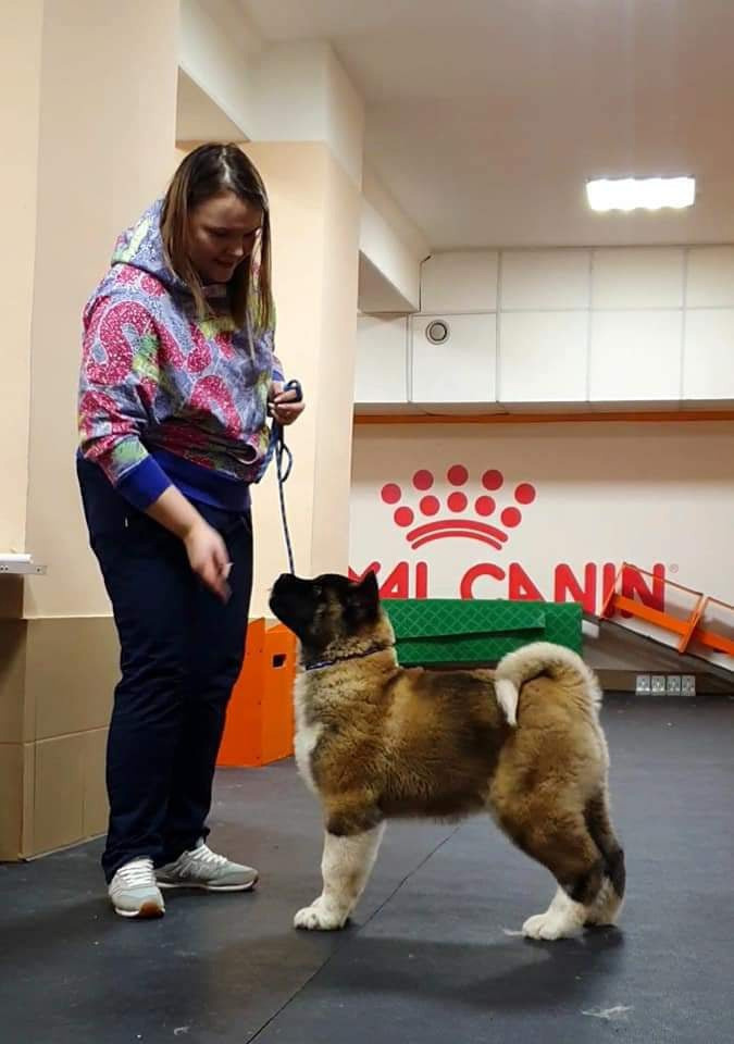 Triumf Sibiri Sting Shape of my Heart * Сэм  (Отец Zar Born To Be Famous Iz Ryzhei Stai , Мать Triumf Sibiri Dreams Come True)  Американская Акита кобель питомник RUBYLIGHT Санкт-Петербург