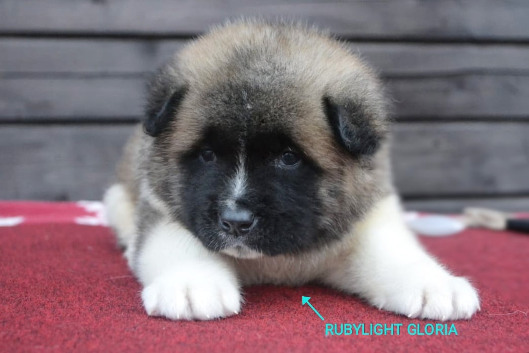 RUBYLIGHT GRACE  & RUBYLIGHT GLORIA. AMERICAN AKITA RUBYLIGHT KENNEL I SHIBA-INU