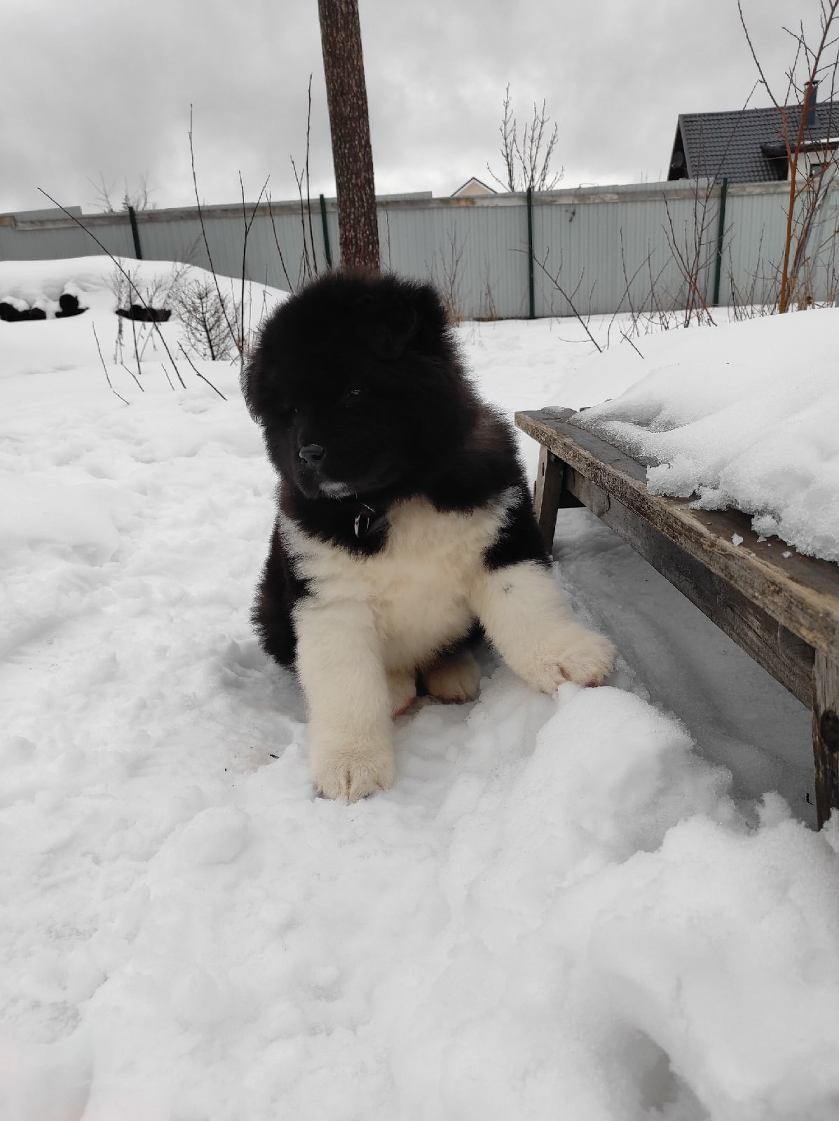 Американская акита щенки питомник