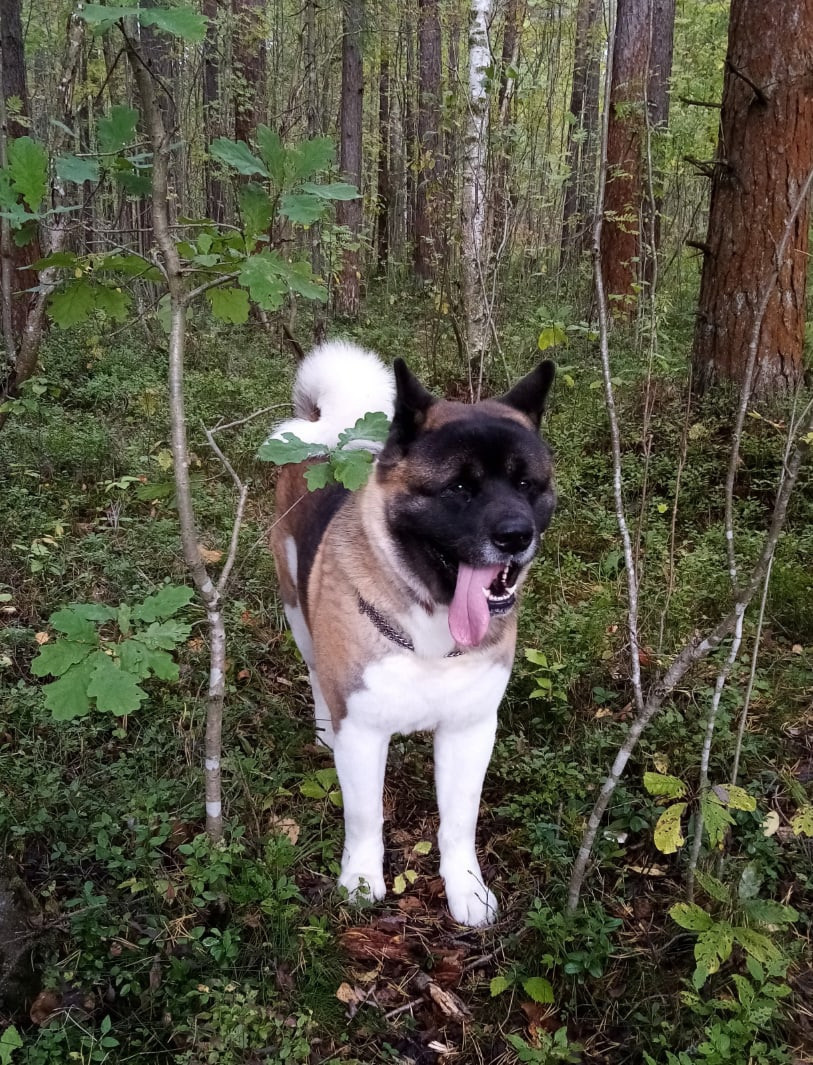 Американская акита питомник RUBYLIGHT. Американская акита I Сиба ину I Питомник RUBYLIGHT