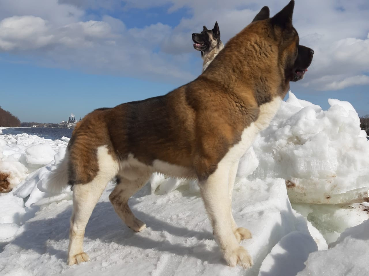 Американская акита питомник RUBYLIGHT. Американская акита I Сиба ину I Питомник RUBYLIGHT