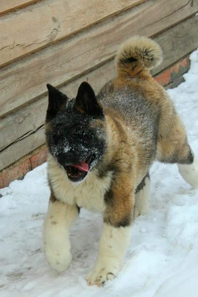 Triumf Sibiri Sting Shape of my Heart * Сэм  (Отец Zar Born To Be Famous Iz Ryzhei Stai , Мать Triumf Sibiri Dreams Come True)  Американская Акита кобель питомник RUBYLIGHT Санкт-Петербург