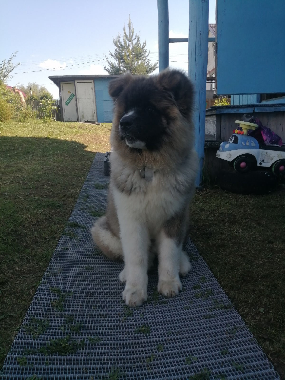 Американская акита щенки питомник