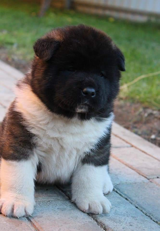 Triumf Sibiri Sting Shape of my Heart * Сэм  (Отец Zar Born To Be Famous Iz Ryzhei Stai , Мать Triumf Sibiri Dreams Come True)  Американская Акита кобель питомник RUBYLIGHT Санкт-Петербург