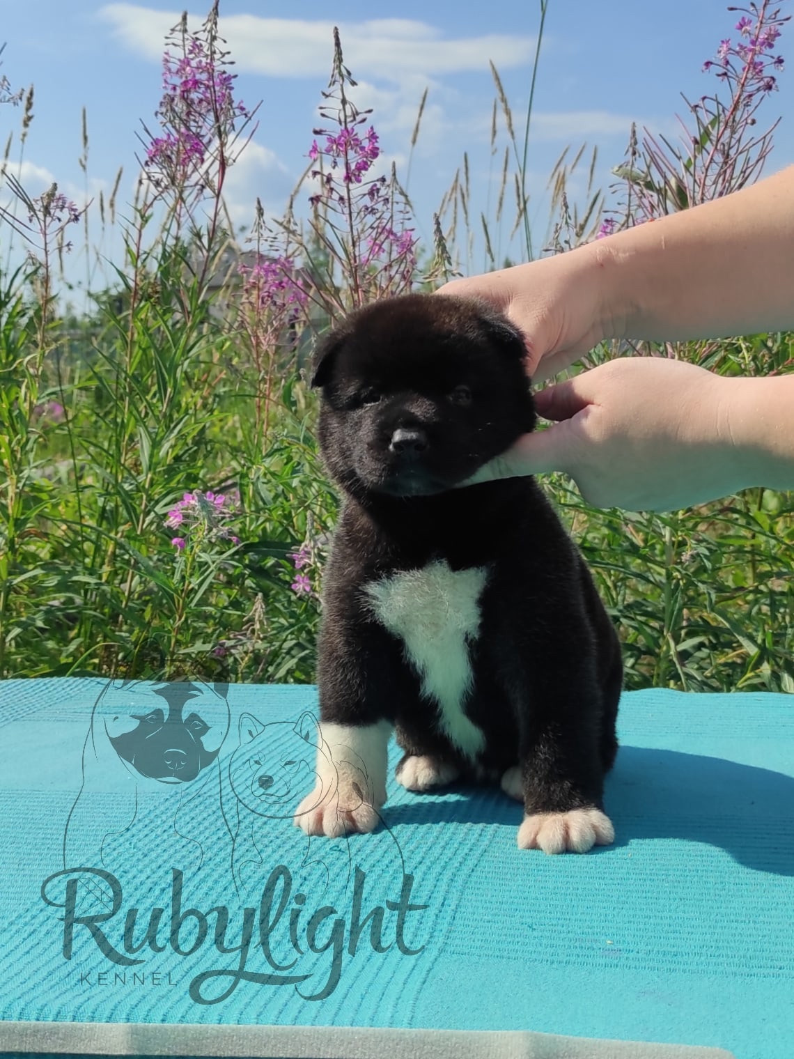 Щенки американской акиты