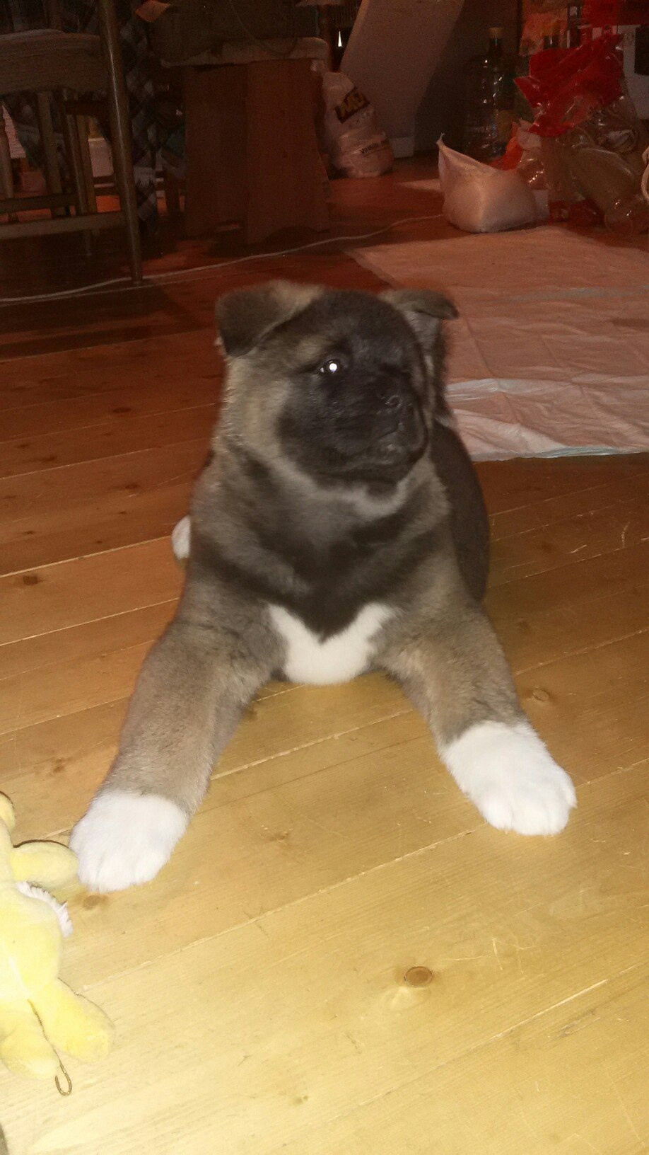 Американская акита питомник RUBYLIGHT. Американская акита I Сиба ину I Питомник RUBYLIGHT