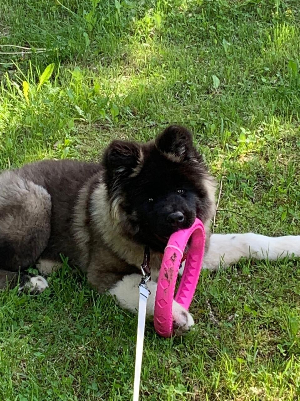 RUBYLIGHT HANNA * Ханна ( Отец: Alter Real Mercury , Мать: RUBYLIGHT BIYA )