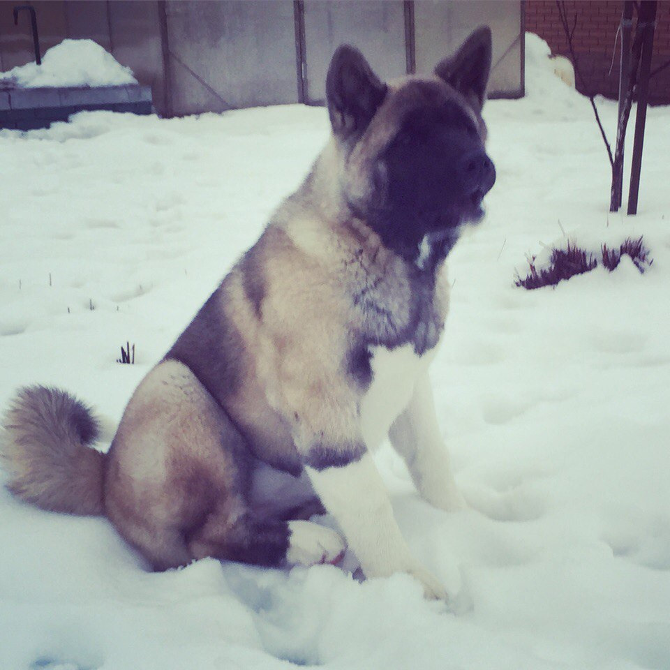 Svargas Dancing in the rain. AMERICAN AKITA RUBYLIGHT KENNEL I SHIBA-INU