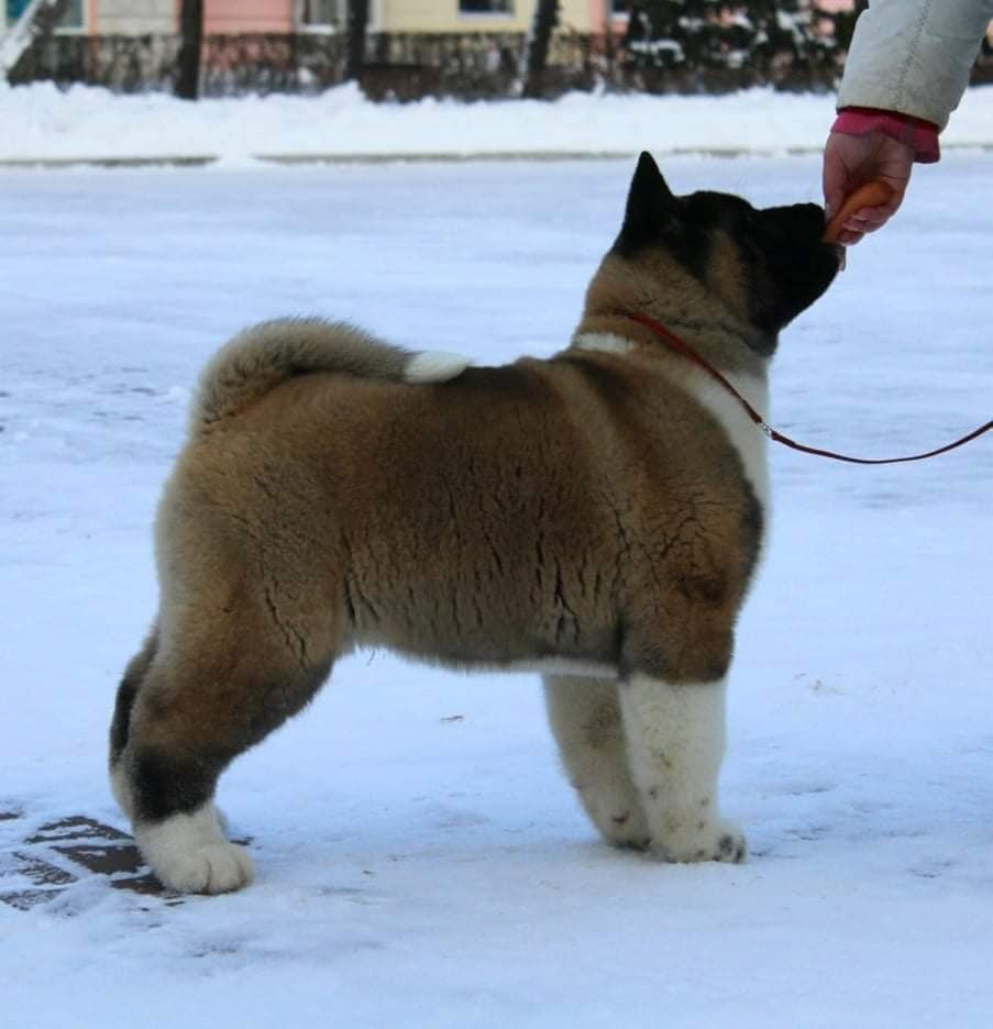 Triumf Sibiri Sting Shape of my Heart * Сэм  (Отец Zar Born To Be Famous Iz Ryzhei Stai , Мать Triumf Sibiri Dreams Come True)  Американская Акита кобель питомник RUBYLIGHT Санкт-Петербург