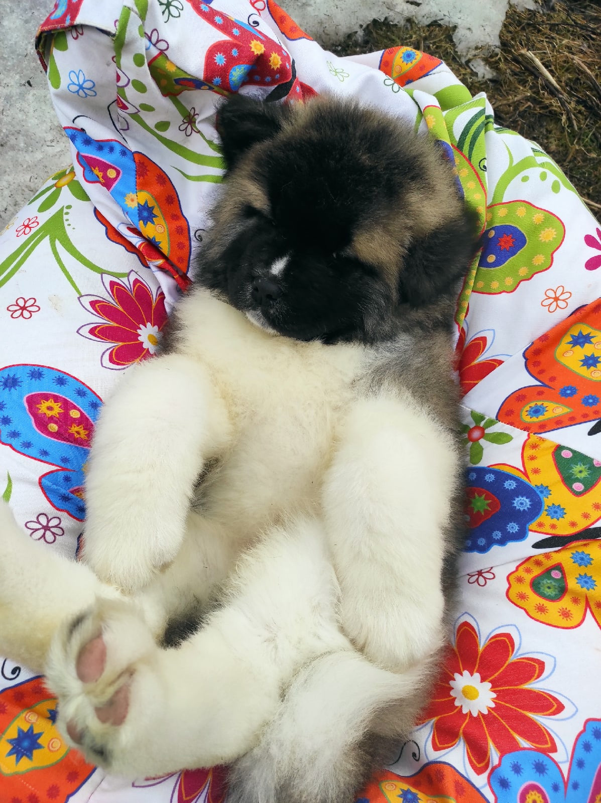 RUBYLIGHT HUGO * Хьюго ( Отец: Alter Real Mercury , Мать: RUBYLIGHT BIYA )