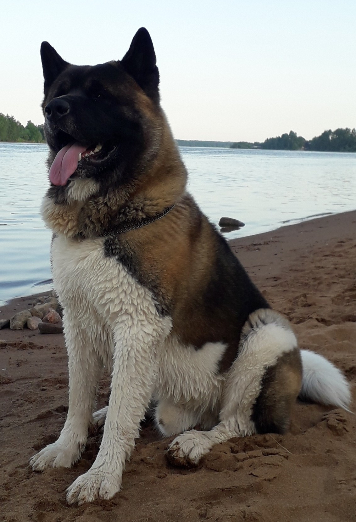 Американская акита питомник RUBYLIGHT. Американская акита I Сиба ину I Питомник RUBYLIGHT