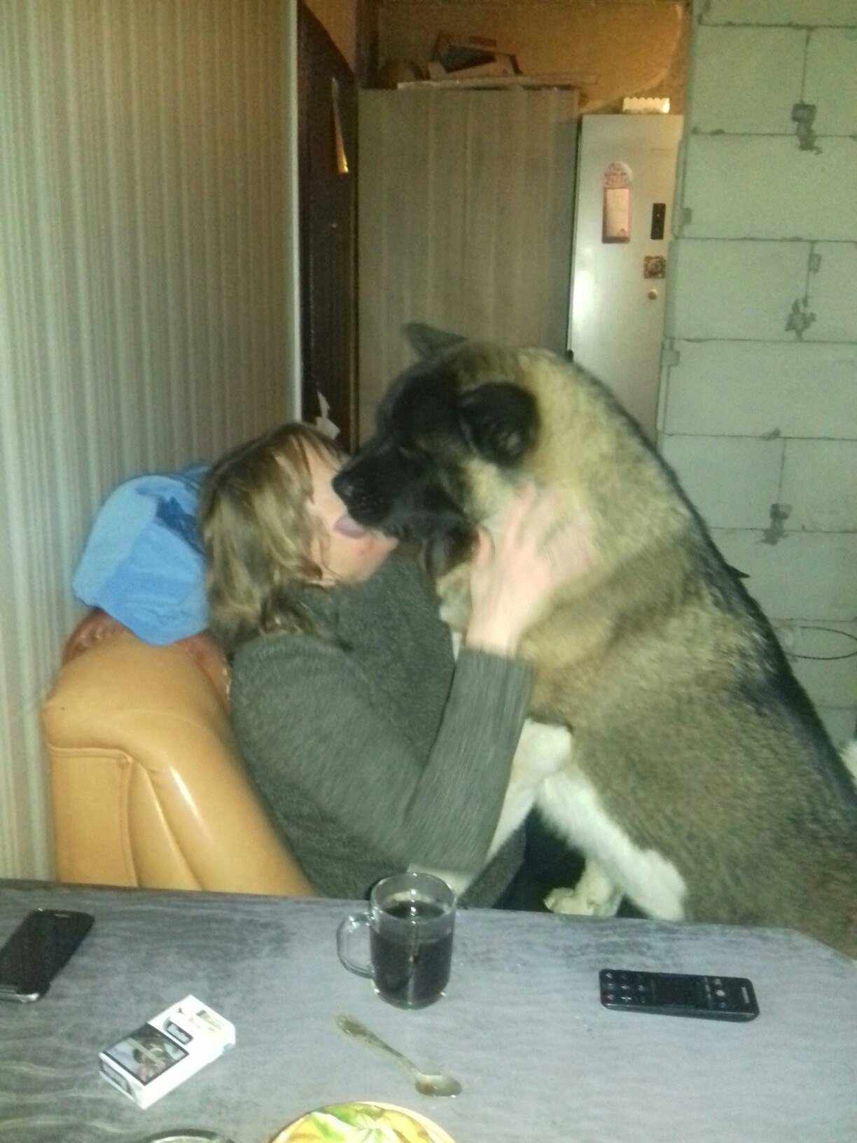 Американская акита питомник RUBYLIGHT. Американская акита I Сиба ину I Питомник RUBYLIGHT