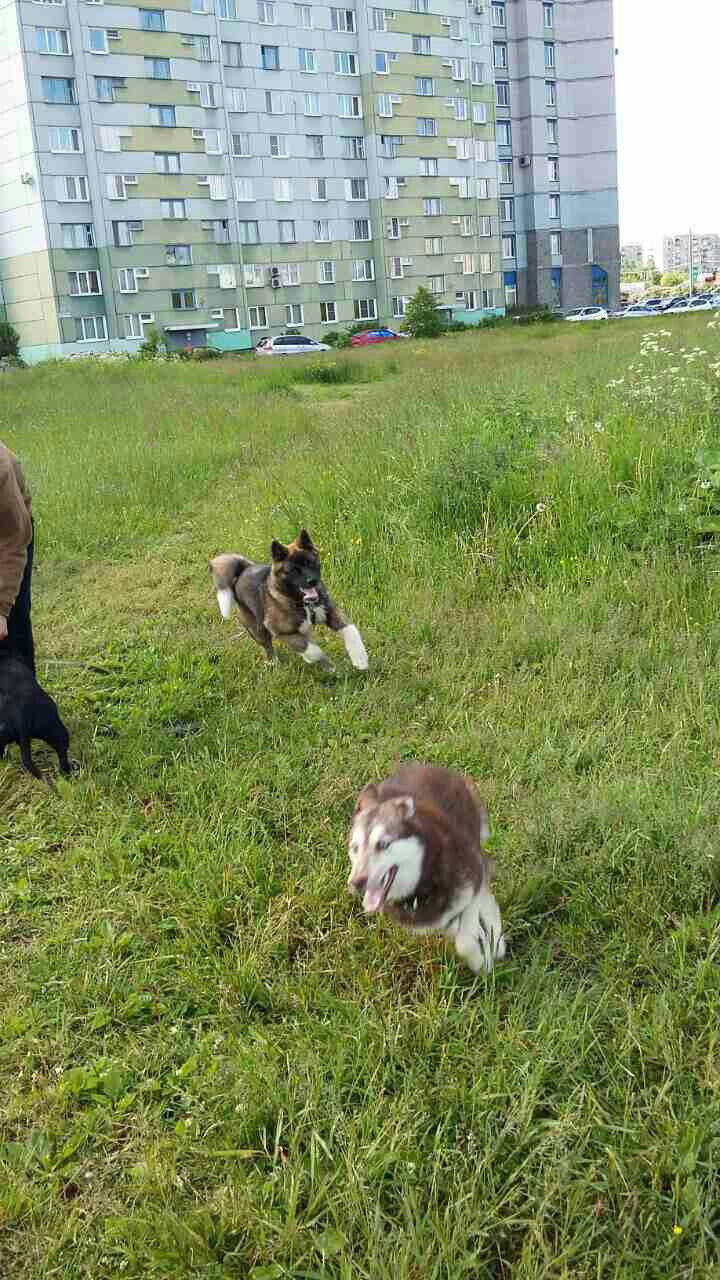 Svargas Odissey * Чоко. AMERICAN AKITA RUBYLIGHT KENNEL I SHIBA-INU
