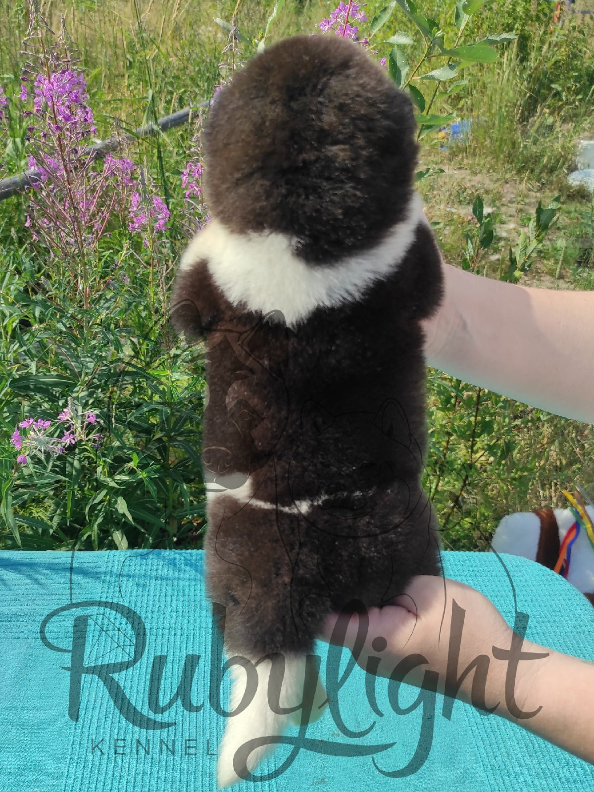 Щенки американской акиты