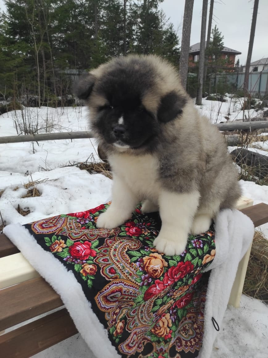 RUBYLIGHT HUGO * Хьюго ( Отец: Alter Real Mercury , Мать: RUBYLIGHT BIYA )