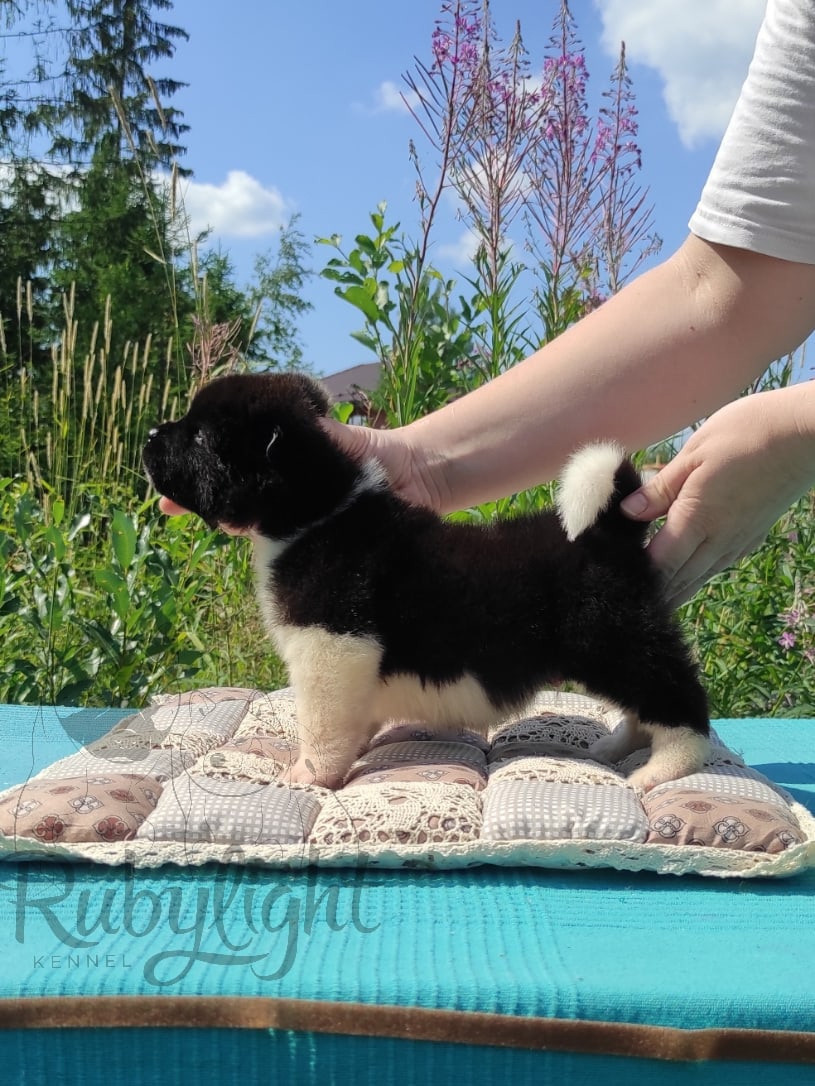 Щенки американской акиты