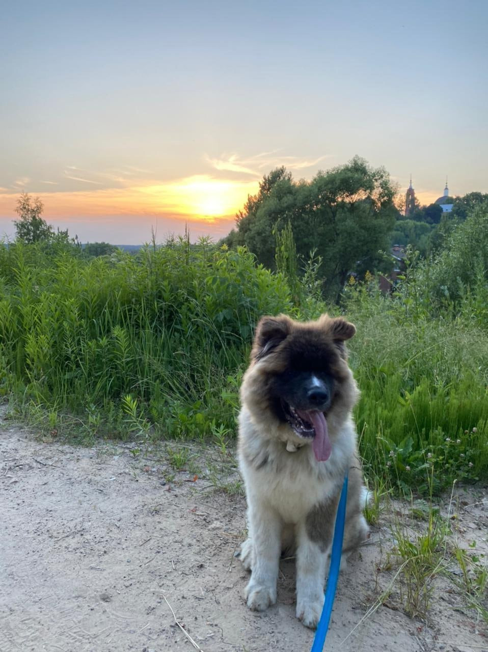 Американская акита щенки питомник