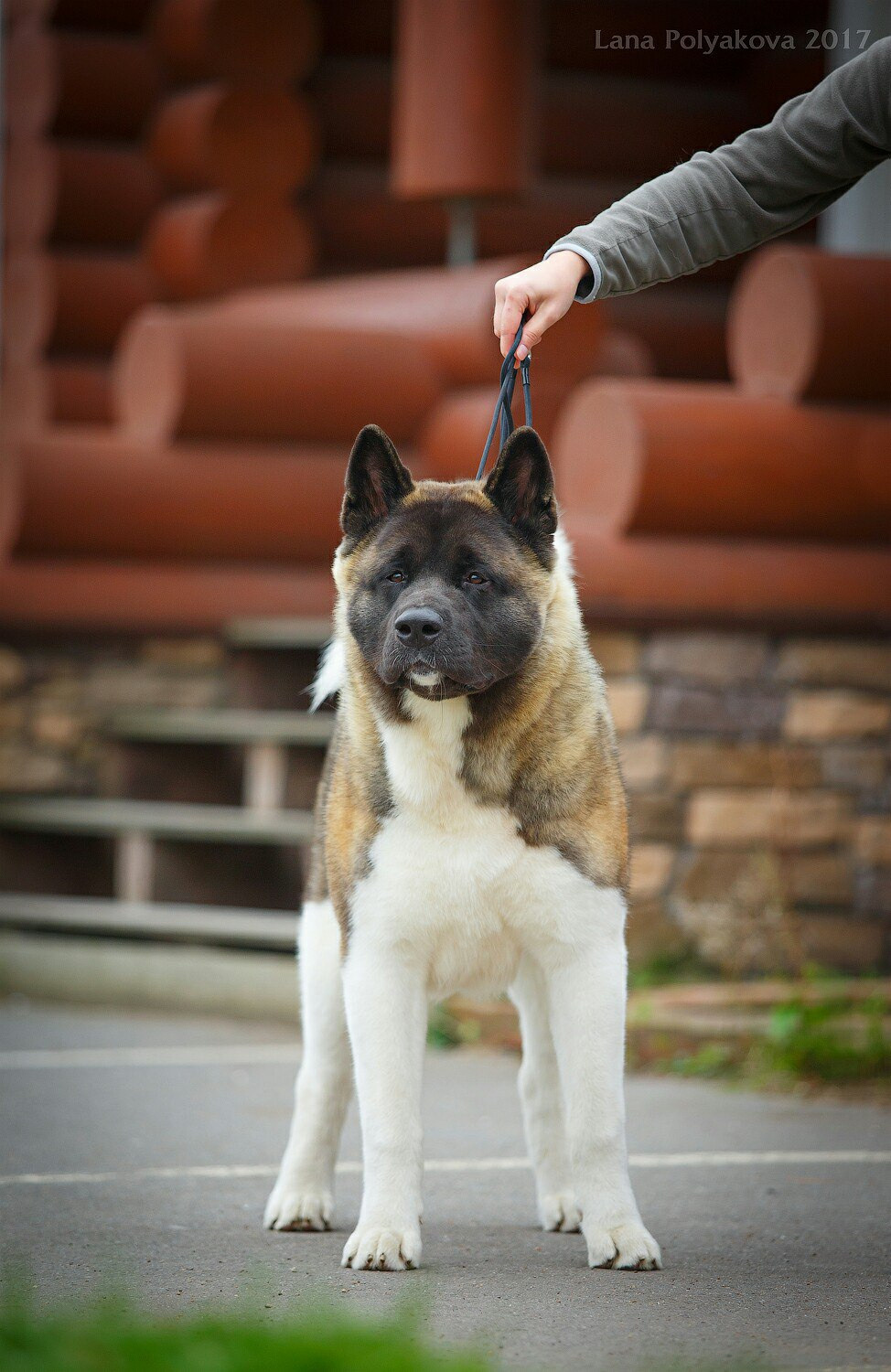 Американская акита питомник RUBYLIGHT. Американская акита I Сиба ину I Питомник RUBYLIGHT