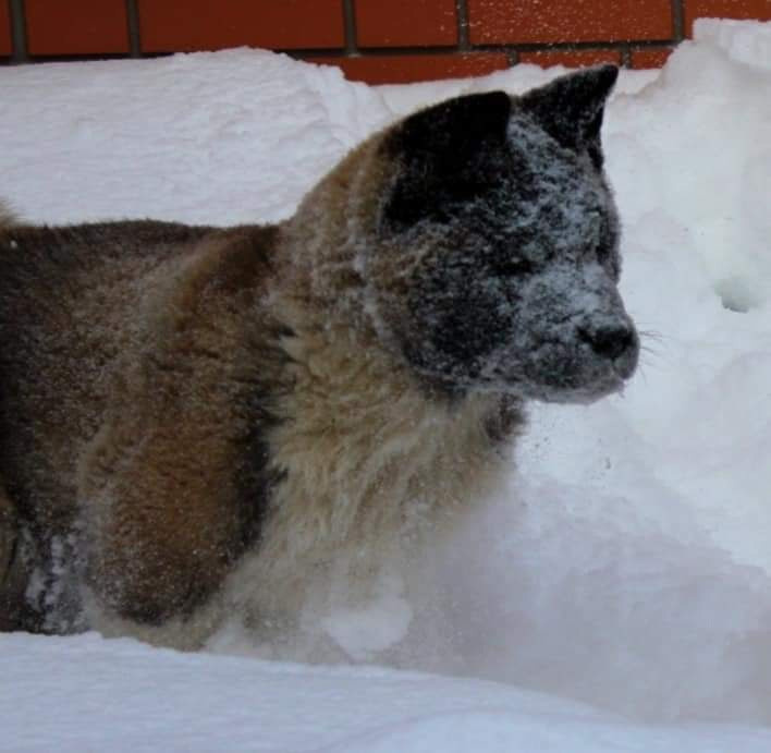 Triumf Sibiri Sting Shape of my Heart * Сэм  (Отец Zar Born To Be Famous Iz Ryzhei Stai , Мать Triumf Sibiri Dreams Come True)  Американская Акита кобель питомник RUBYLIGHT Санкт-Петербург