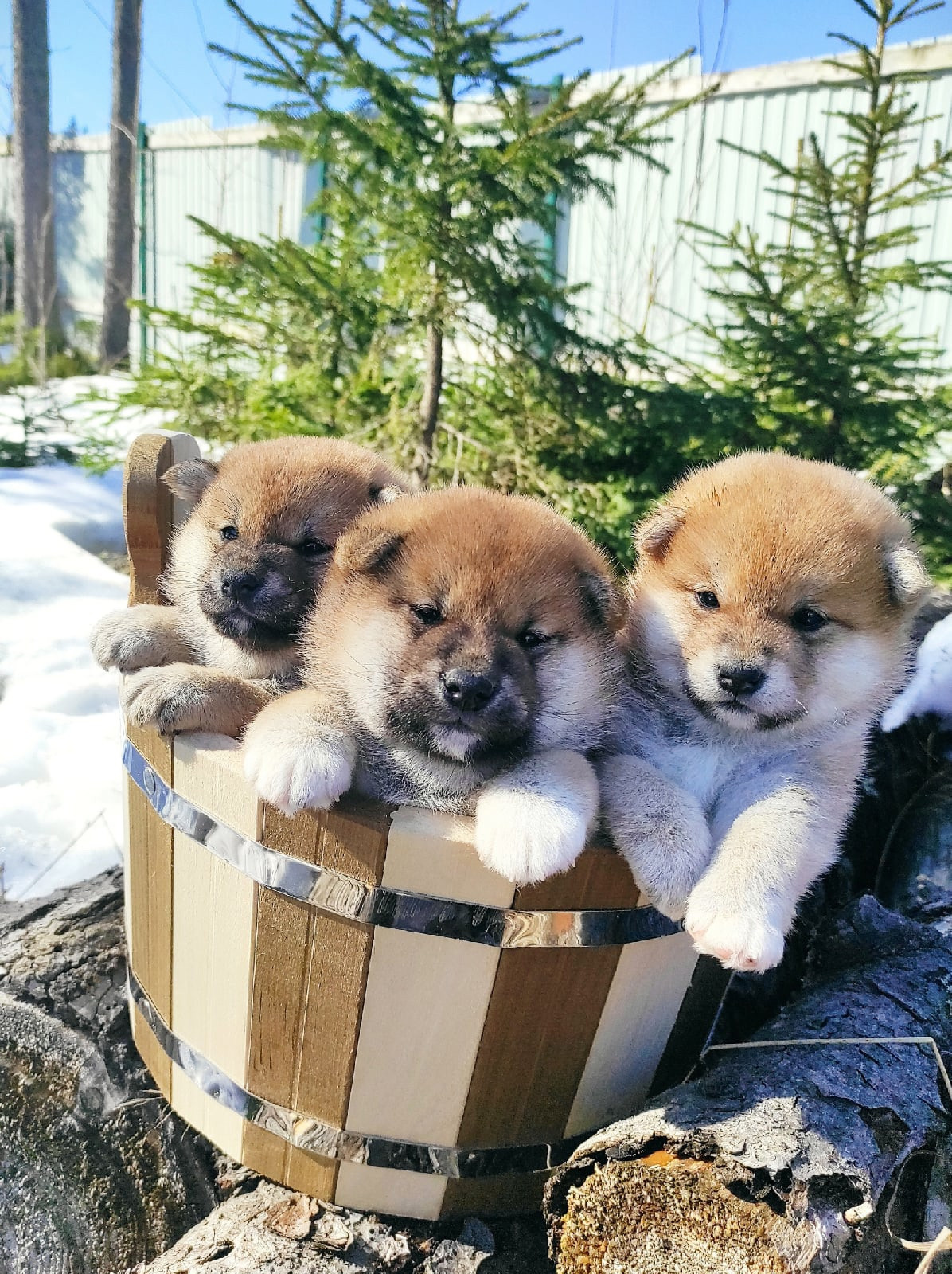 Сиба питомник RUBYLIGHT. Американская акита I Сиба ину I Питомник RUBYLIGHT