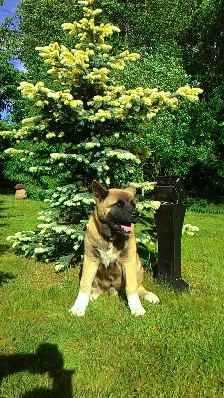 Американская акита питомник RUBYLIGHT. Американская акита I Сиба ину I Питомник RUBYLIGHT