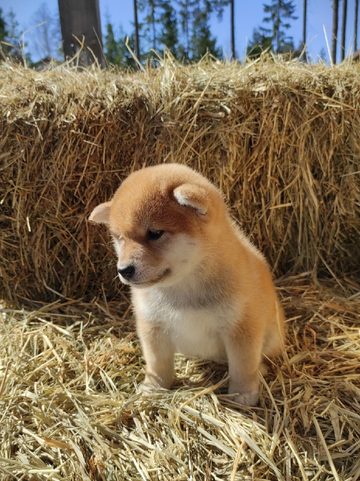 Сиба питомник RUBYLIGHT. Американская акита I Сиба ину I Питомник RUBYLIGHT