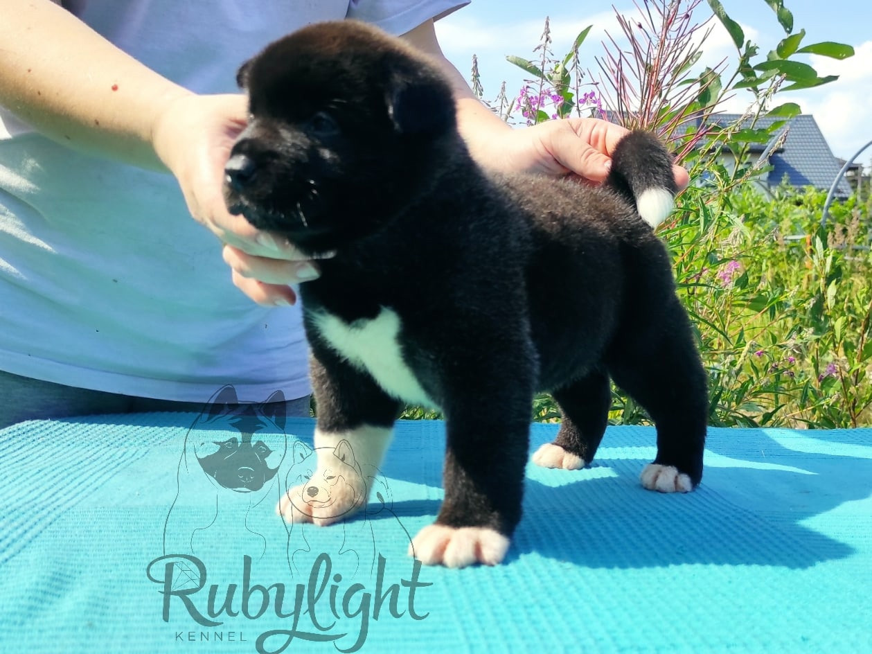 Щенки американской акиты