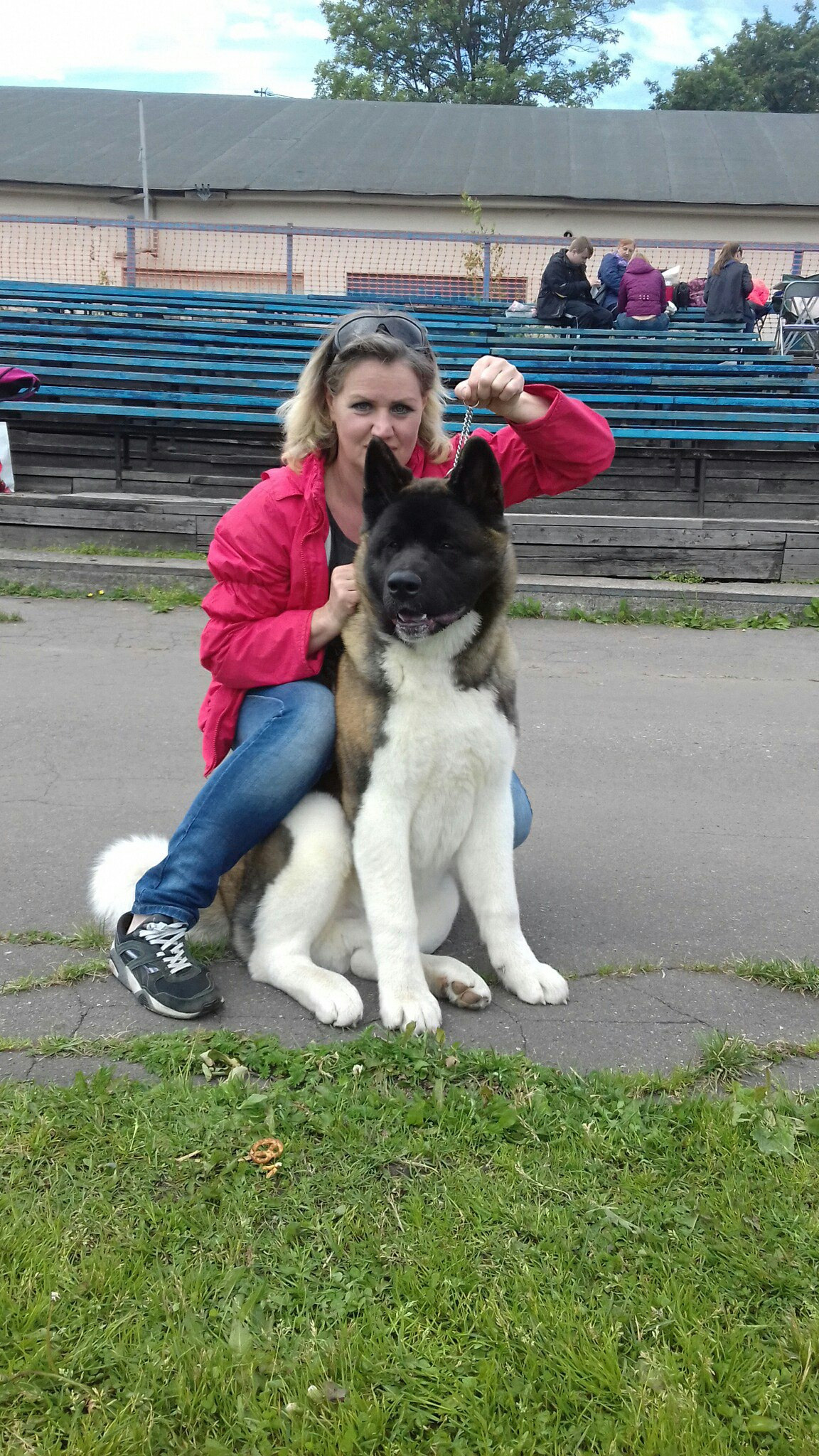 Американская акита питомник RUBYLIGHT. Американская акита I Сиба ину I Питомник RUBYLIGHT