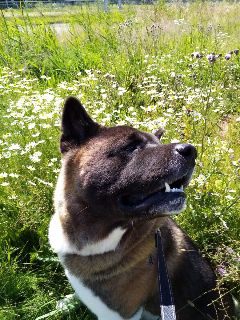 Американская акита питомник RUBYLIGHT. Американская акита I Сиба ину I Питомник RUBYLIGHT