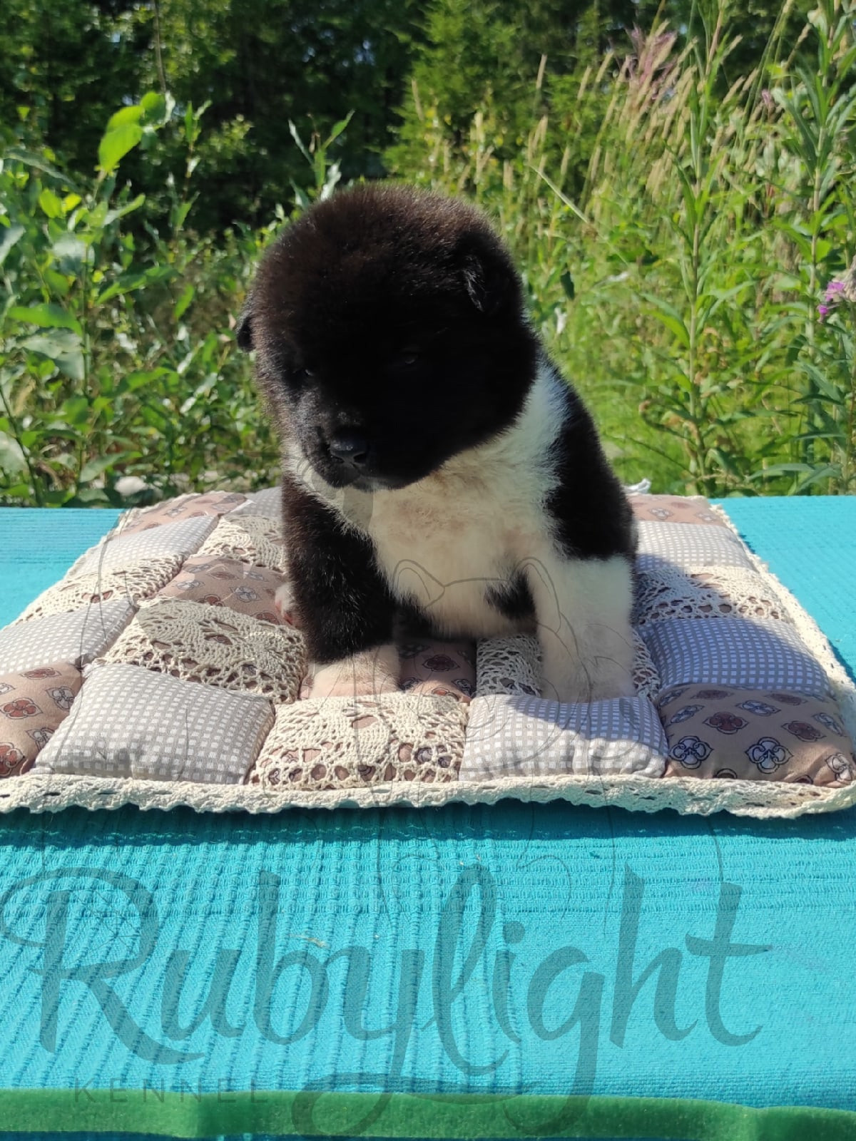 Щенки Американская акита Помет К : Alter Real Mercury и Infinit Happy