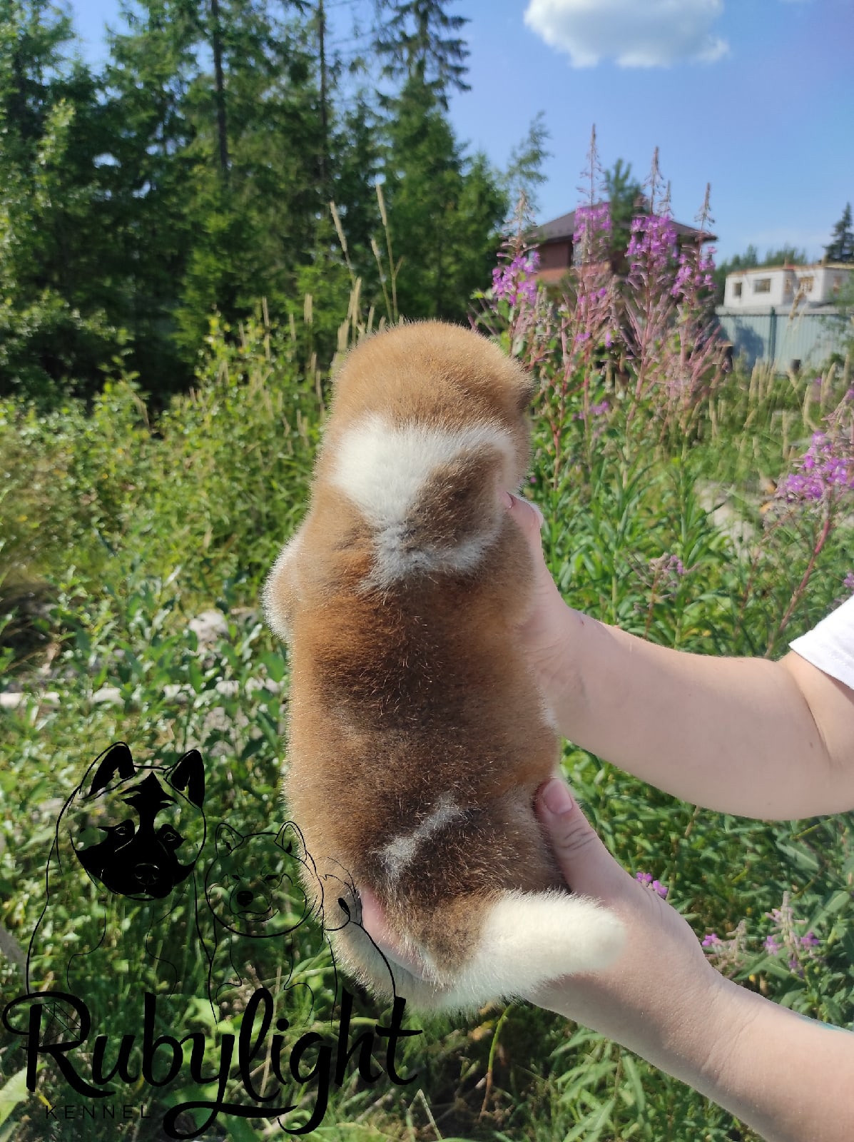 Щенки американской акиты