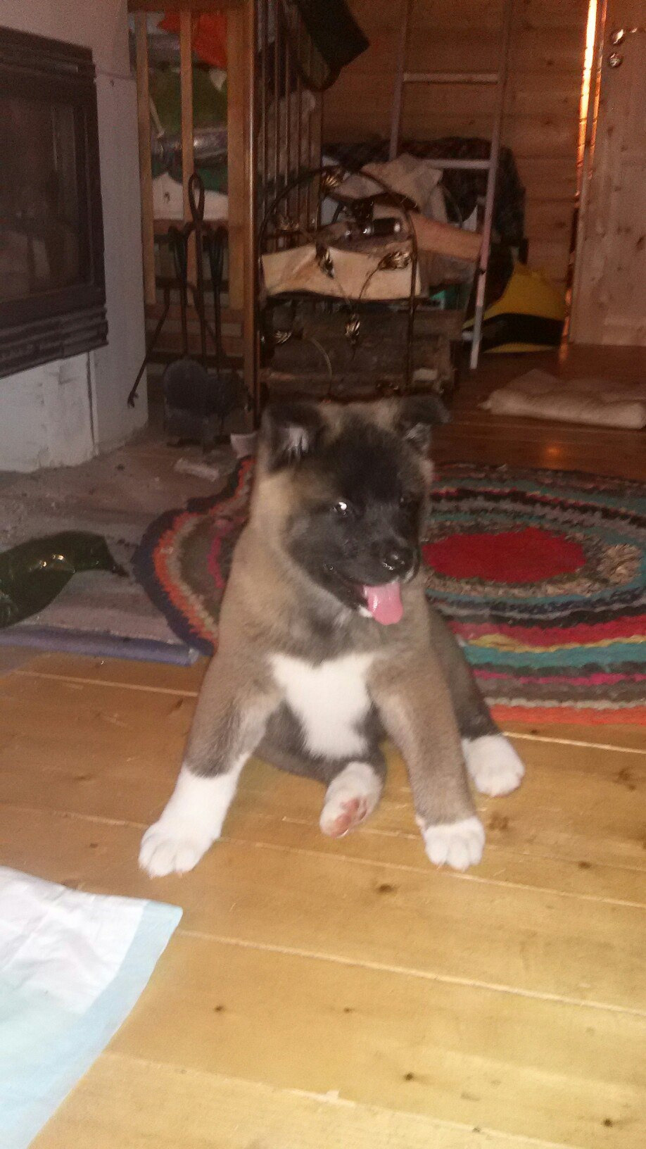 Американская акита питомник RUBYLIGHT. Американская акита I Сиба ину I Питомник RUBYLIGHT