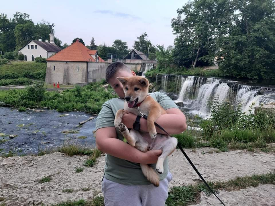 RUBYLIGHT JULY. AMERICAN AKITA RUBYLIGHT KENNEL I SHIBA-INU