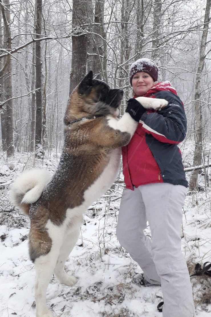 Американская акита питомник RUBYLIGHT. Американская акита I Сиба ину I Питомник RUBYLIGHT