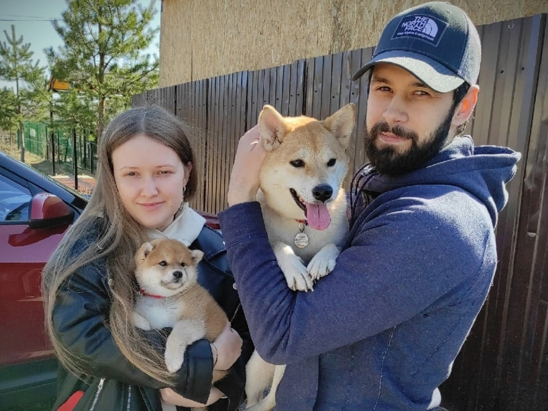 Сиба питомник RUBYLIGHT. Американская акита I Сиба ину I Питомник RUBYLIGHT