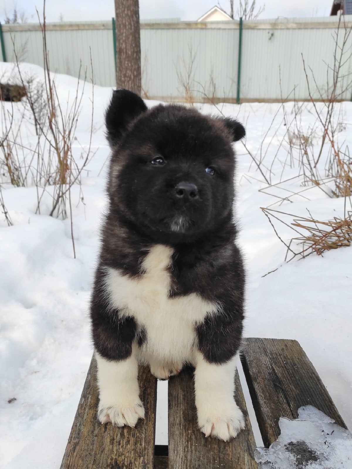 Американская акита щенки питомник