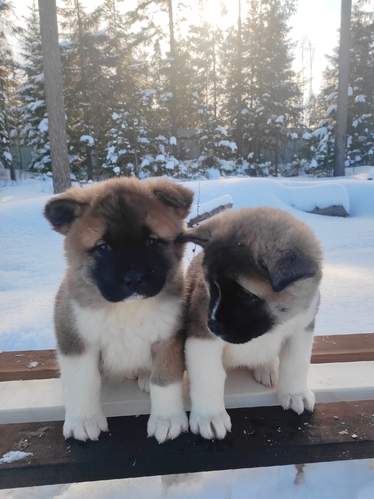 Помет Х дата рождения 21.01.2021 Отец: Alter Real Mercury , Мать: RUBYLIGHT BIYA