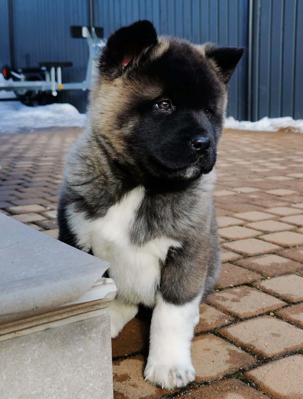 Американская акита щенки питомник