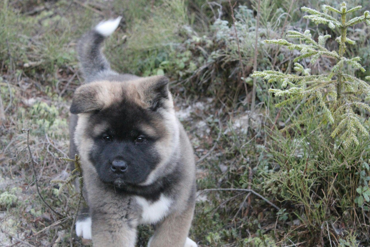 Американская акита питомник RUBYLIGHT. Американская акита I Сиба ину I Питомник RUBYLIGHT