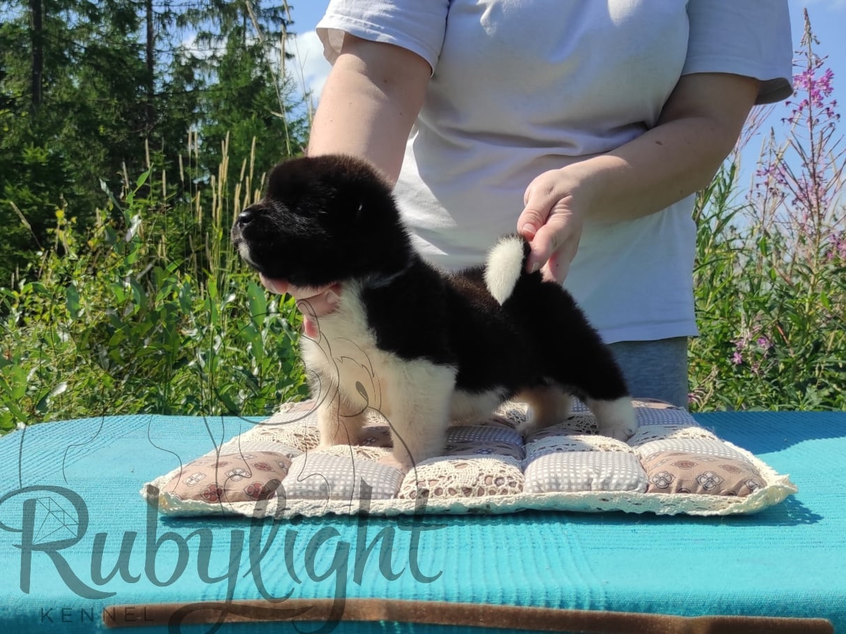 Щенки американской акиты