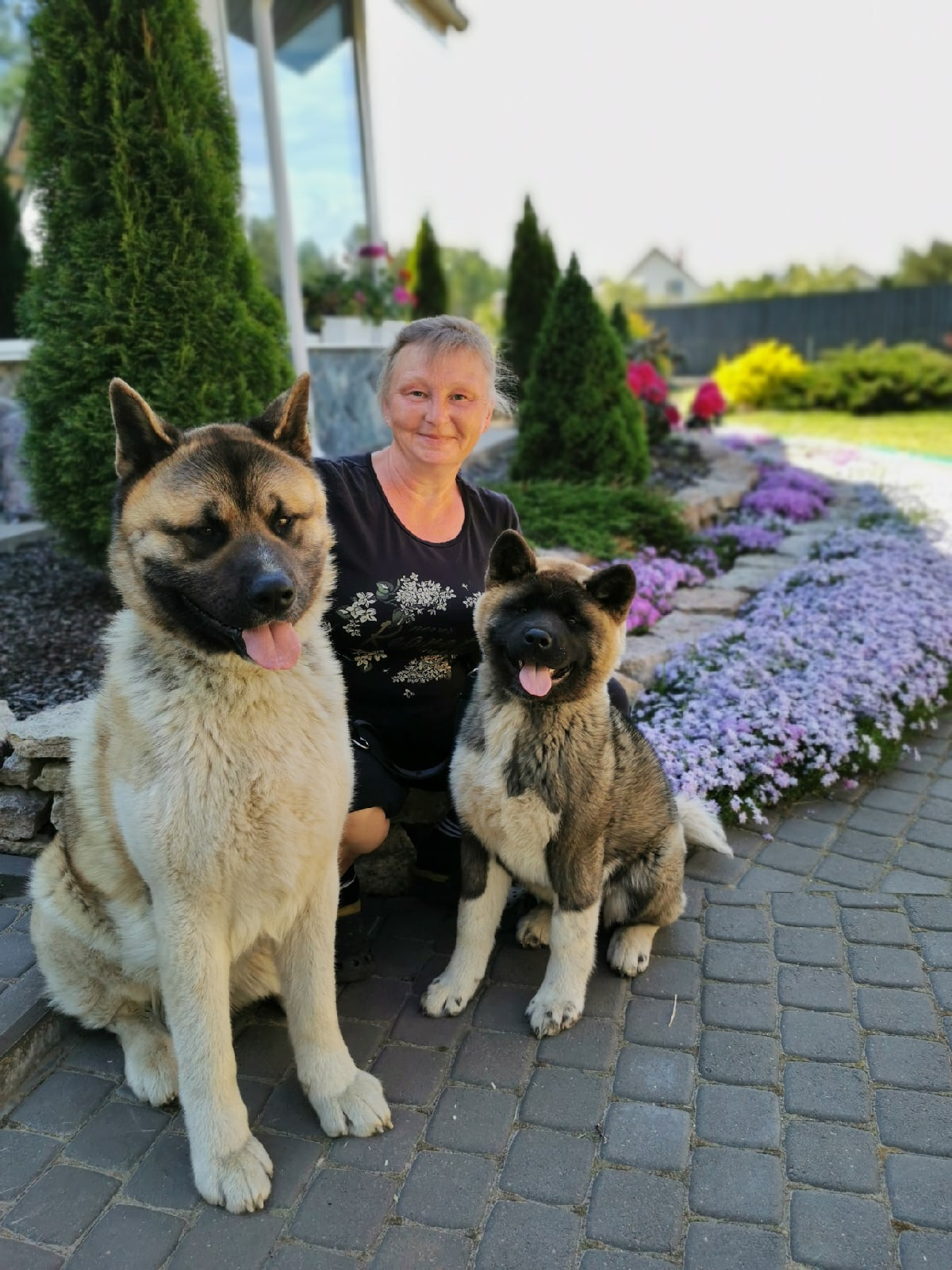 Американская акита щенки питомник