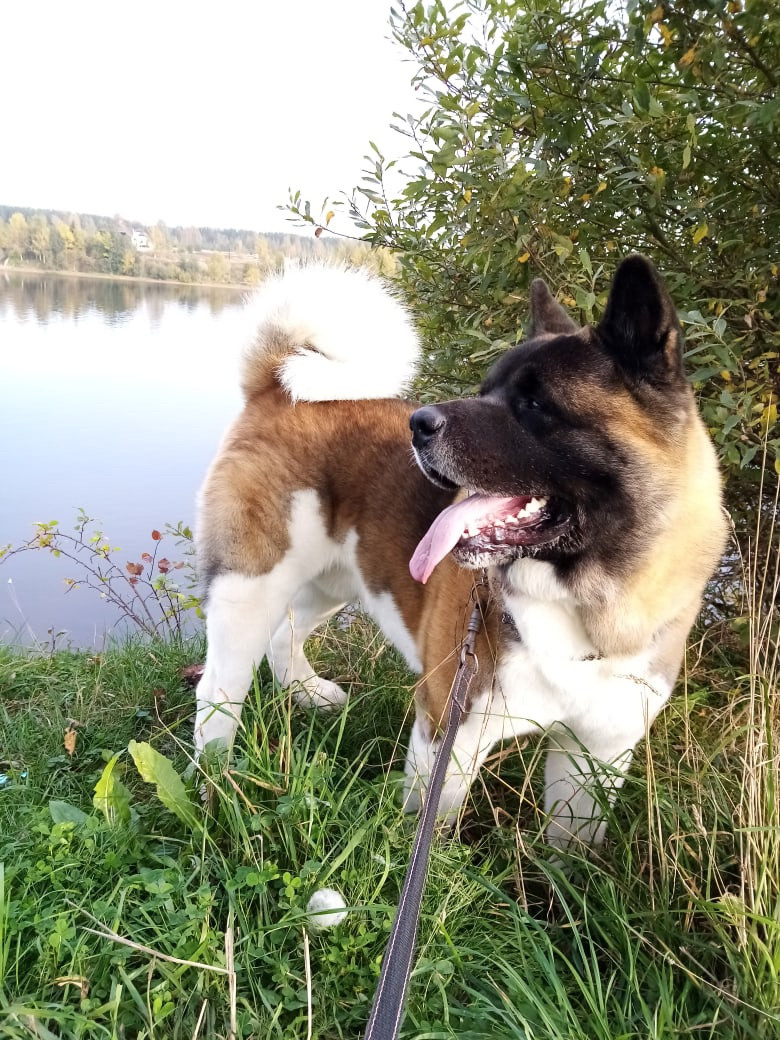 Американская акита питомник RUBYLIGHT. Американская акита I Сиба ину I Питомник RUBYLIGHT