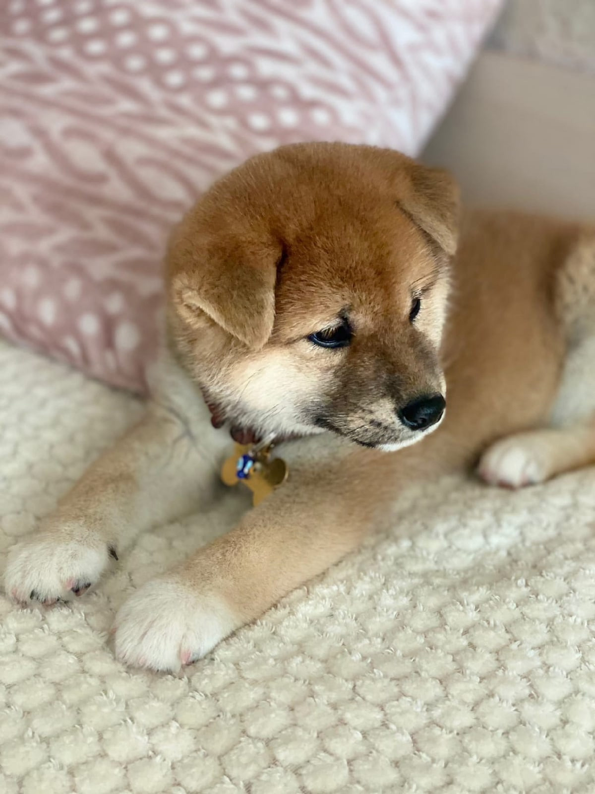 RUBYLIGHT IRON. AMERICAN AKITA RUBYLIGHT KENNEL I SHIBA-INU