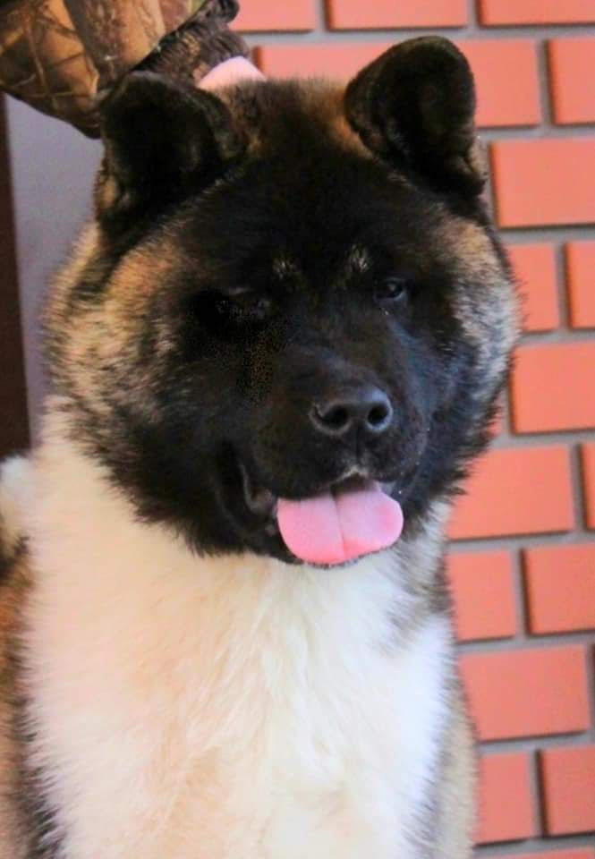 Triumf Sibiri Sting Shape of my Heart * Сэм  (Отец Zar Born To Be Famous Iz Ryzhei Stai , Мать Triumf Sibiri Dreams Come True)  Американская Акита кобель питомник RUBYLIGHT Санкт-Петербург