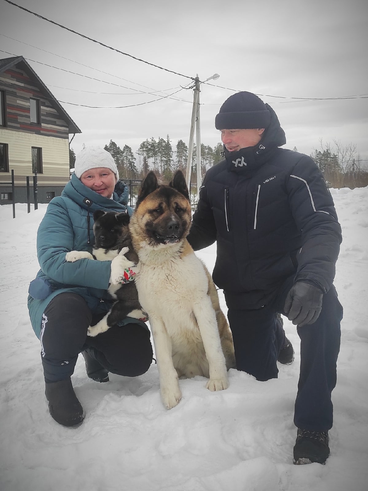 Американская акита щенки питомник