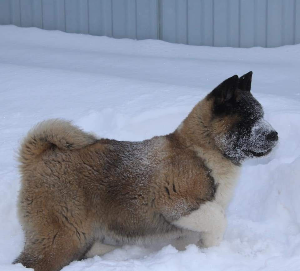 Triumf Sibiri Sting Shape of my Heart * Сэм  (Отец Zar Born To Be Famous Iz Ryzhei Stai , Мать Triumf Sibiri Dreams Come True)  Американская Акита кобель питомник RUBYLIGHT Санкт-Петербург