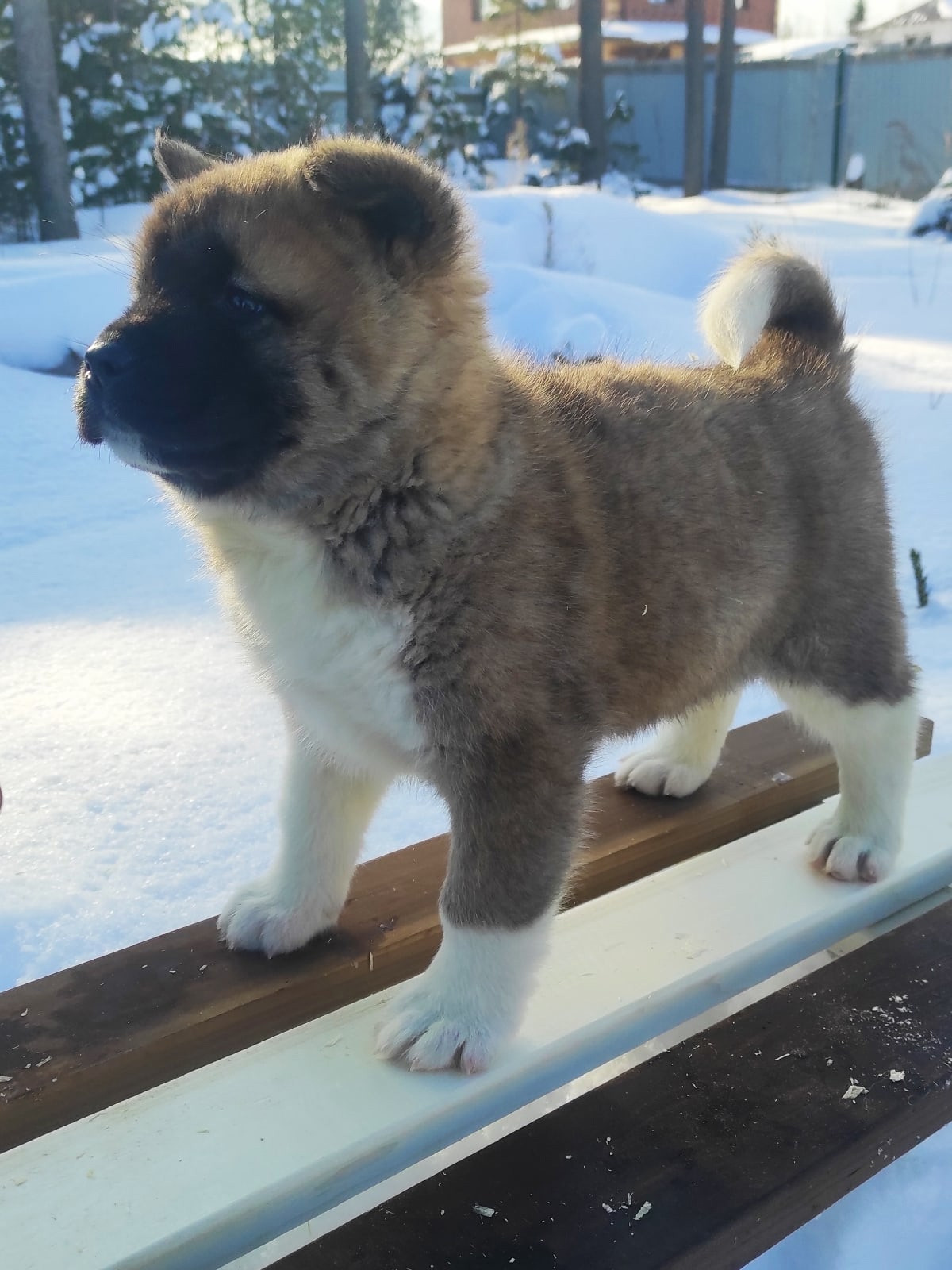 Помет Х дата рождения 21.01.2021 Отец: Alter Real Mercury , Мать: RUBYLIGHT BIYA