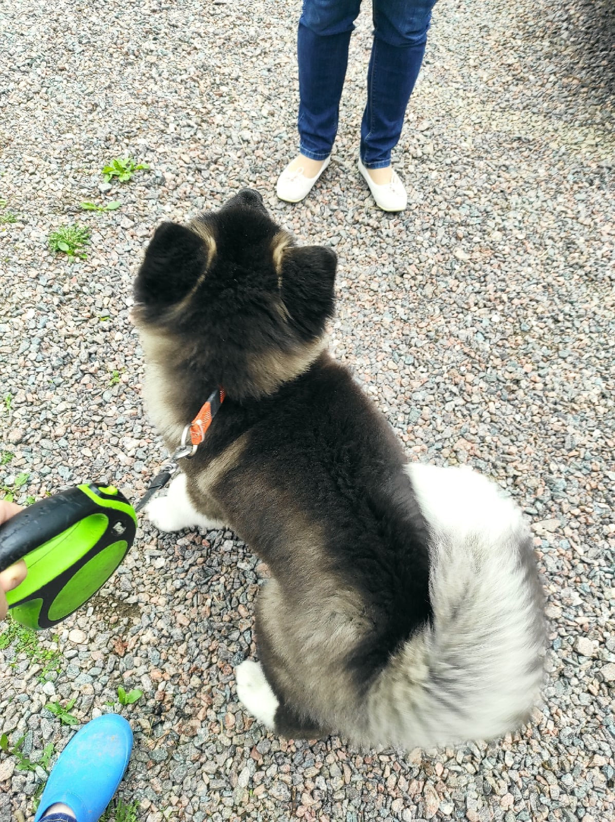 RUBYLIGHT HANNA * Ханна ( Отец: Alter Real Mercury , Мать: RUBYLIGHT BIYA )